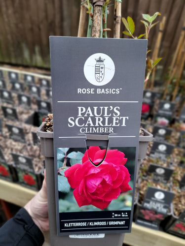 Paul's Scarlet - Climber 3 Litre Pots