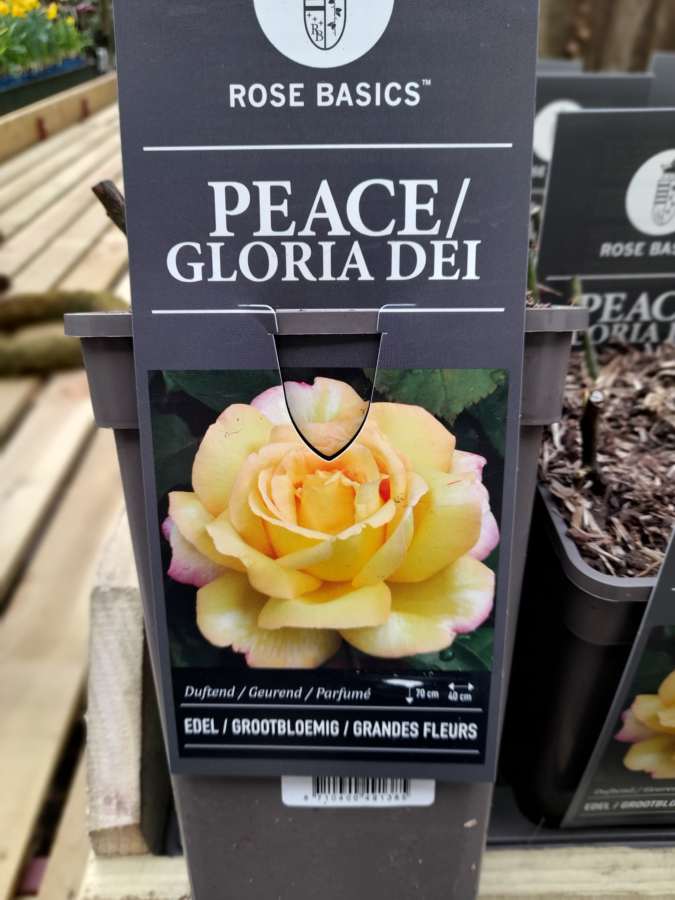 Peace - Hybrid Tea 3 Litre Pots