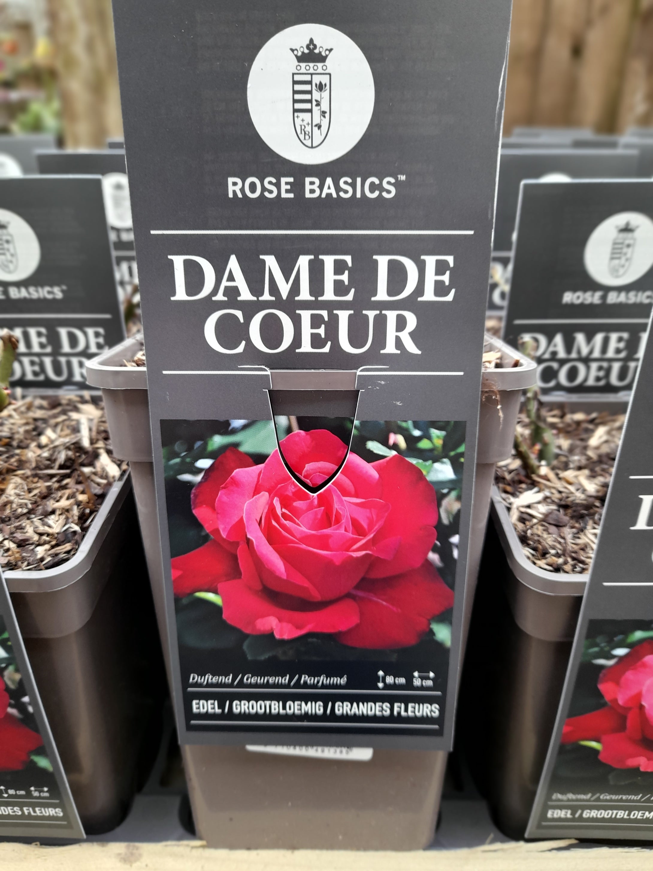 Dame de Coeur - Hybrid Tea 3 Litre Pots