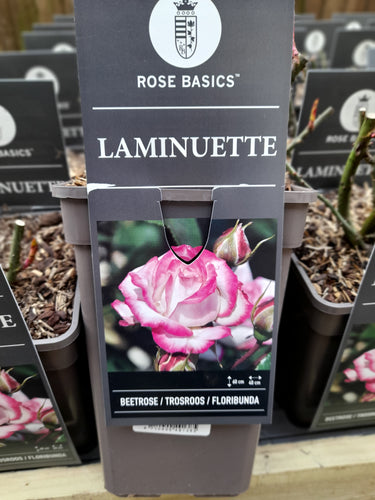 La Minuette - Floribunda 3 Litre Pots