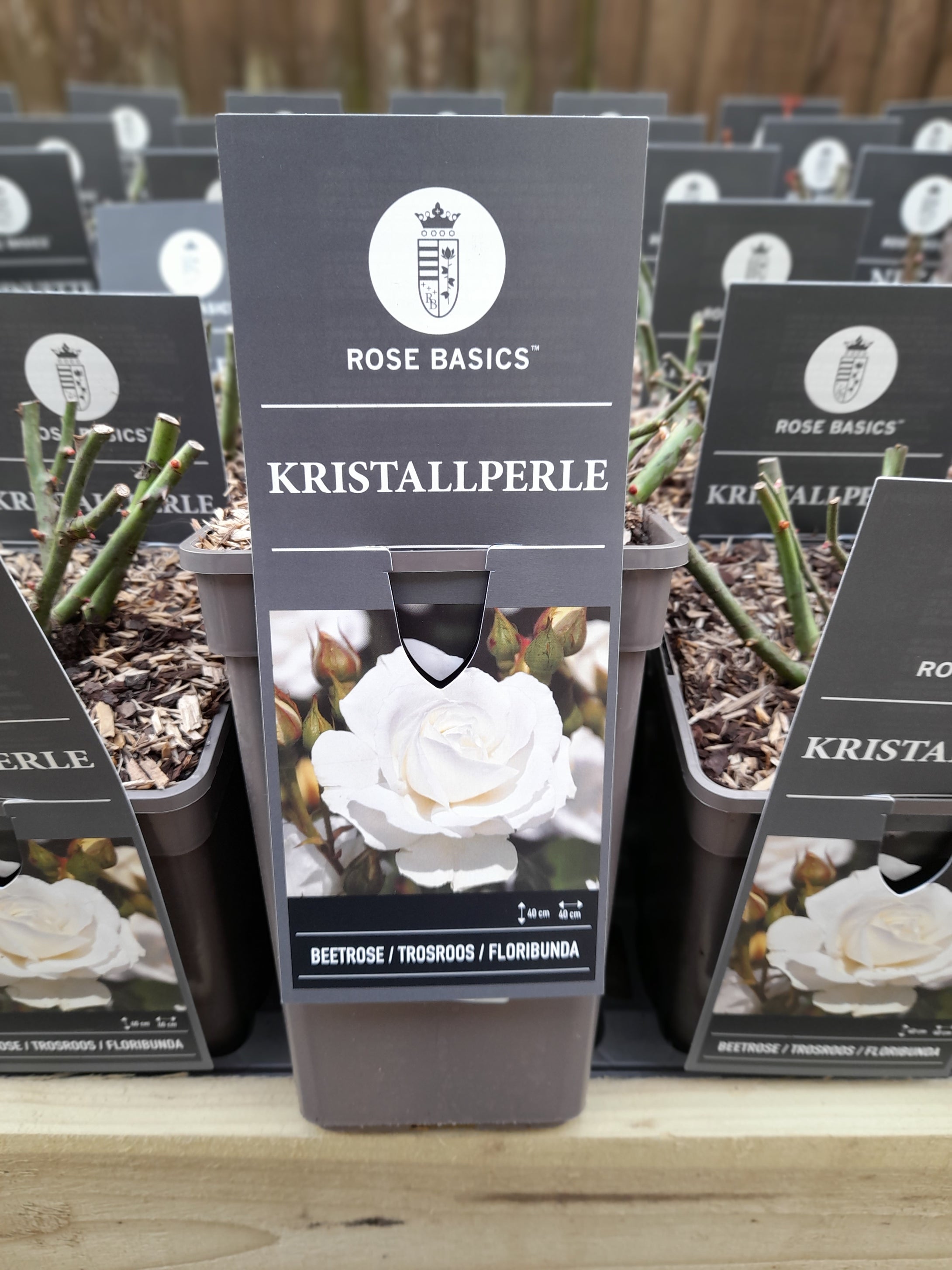 Kristall - Floribunda 3 Litre Pots