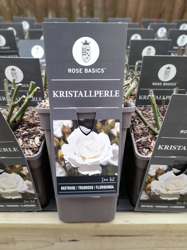 Kristall - Floribunda 3 Litre Pots
