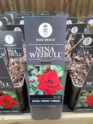 Nina Weibull - Floribunda 3 Litre Pots