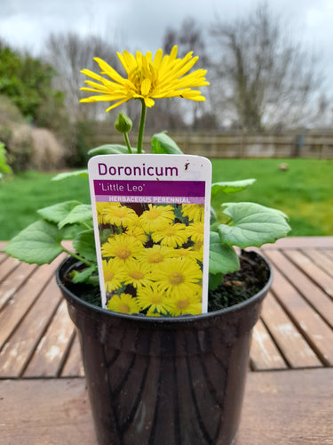 Doronicum 'Little Leo' yellow 2 litre pots