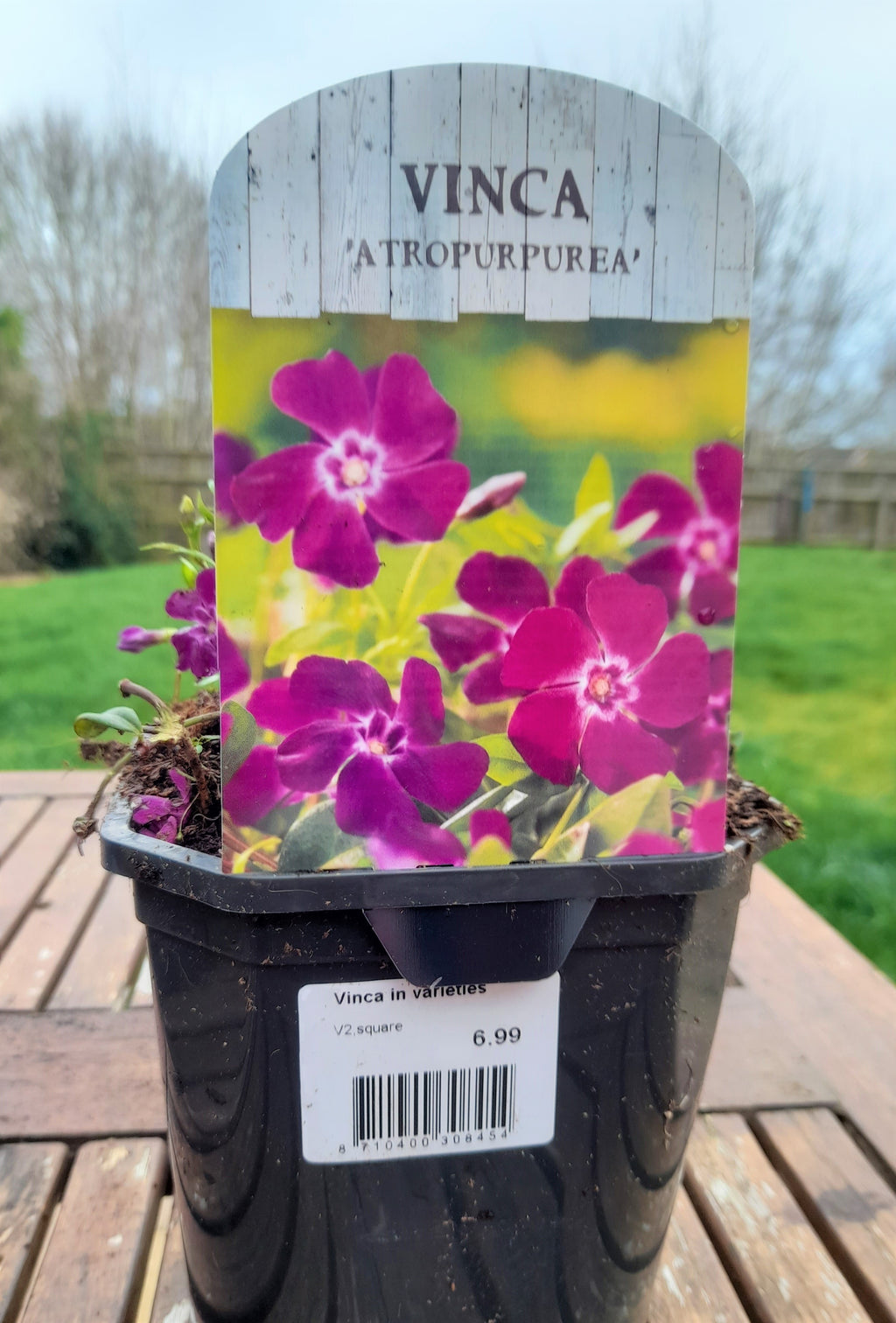 Vinca minor 'Atropurpurea' 2 litre pots