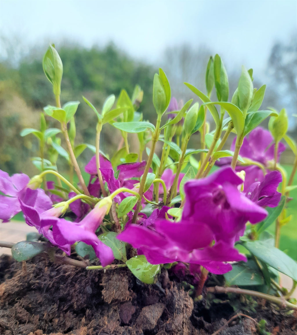 Vinca minor 'Atropurpurea' 2 litre pots