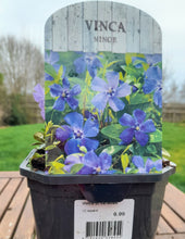 Load image into Gallery viewer, Vinca minor &#39;Perewinkle&#39; 2 litre pots