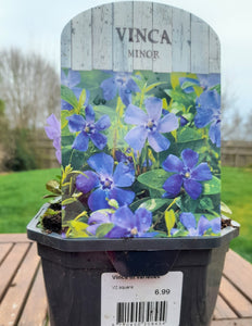 Vinca minor 'Perewinkle' 2 litre pots