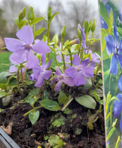 Vinca minor 'Perewinkle' 2 litre pots
