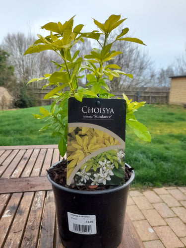 Choisya ternate 'Sundance' 2 litre pots