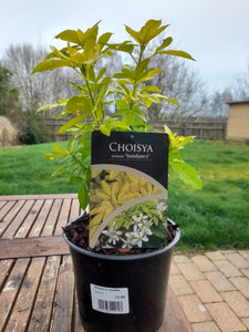 Choisya ternate 'Sundance' 2 litre pots