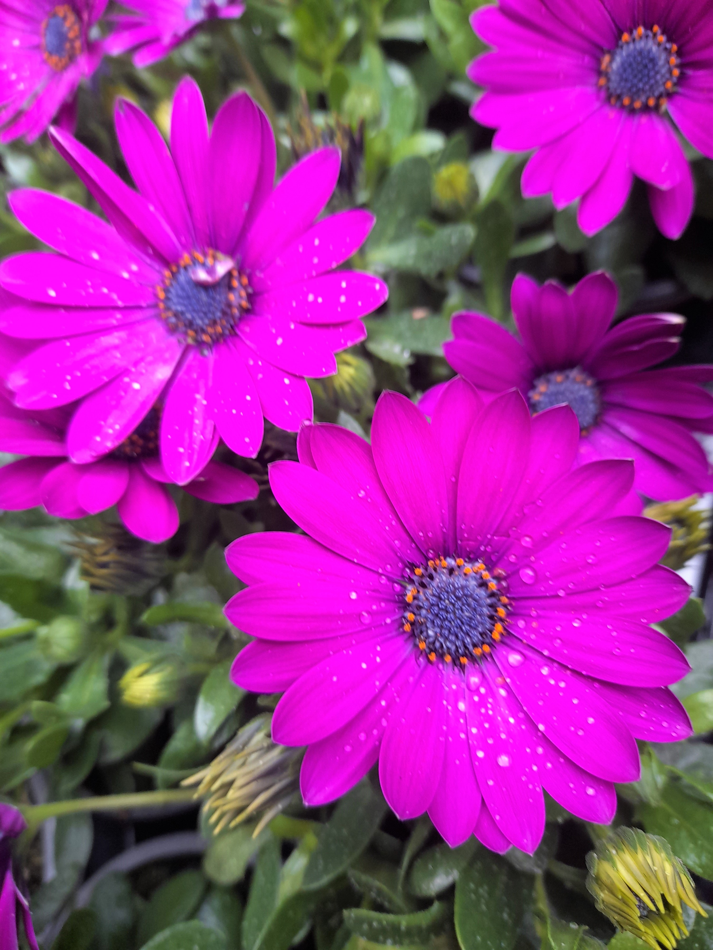 Osteospurmum 3 mixed plant selection 10cm pot SPECIAL OFFER