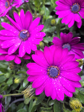 Load image into Gallery viewer, Osteospurmum 3 mixed plant selection 10cm pot SPECIAL OFFER