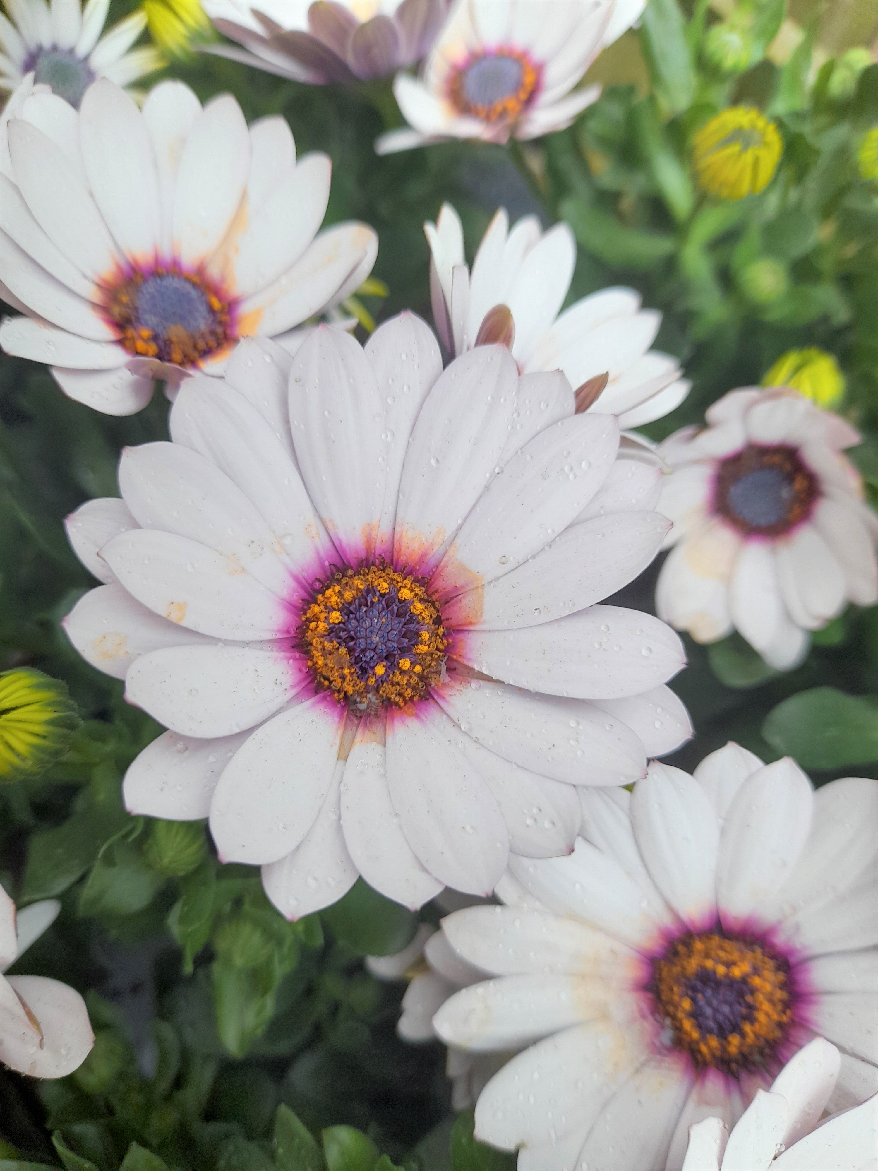 Osteospurmum 3 mixed plant selection 10cm pot SPECIAL OFFER