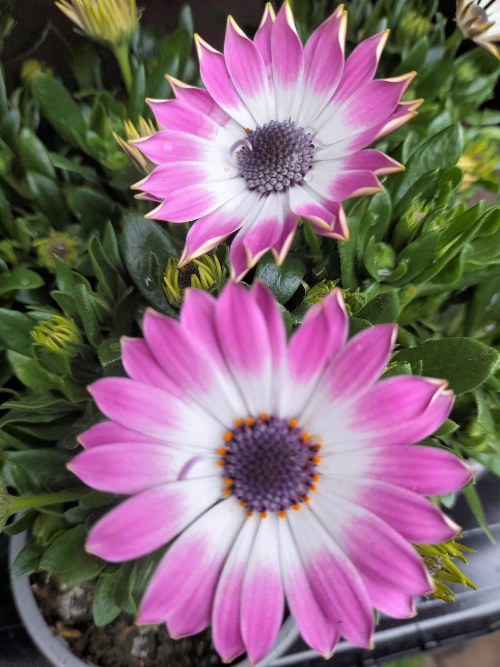 Osteospurmum 3 mixed plant selection 10cm pot SPECIAL OFFER