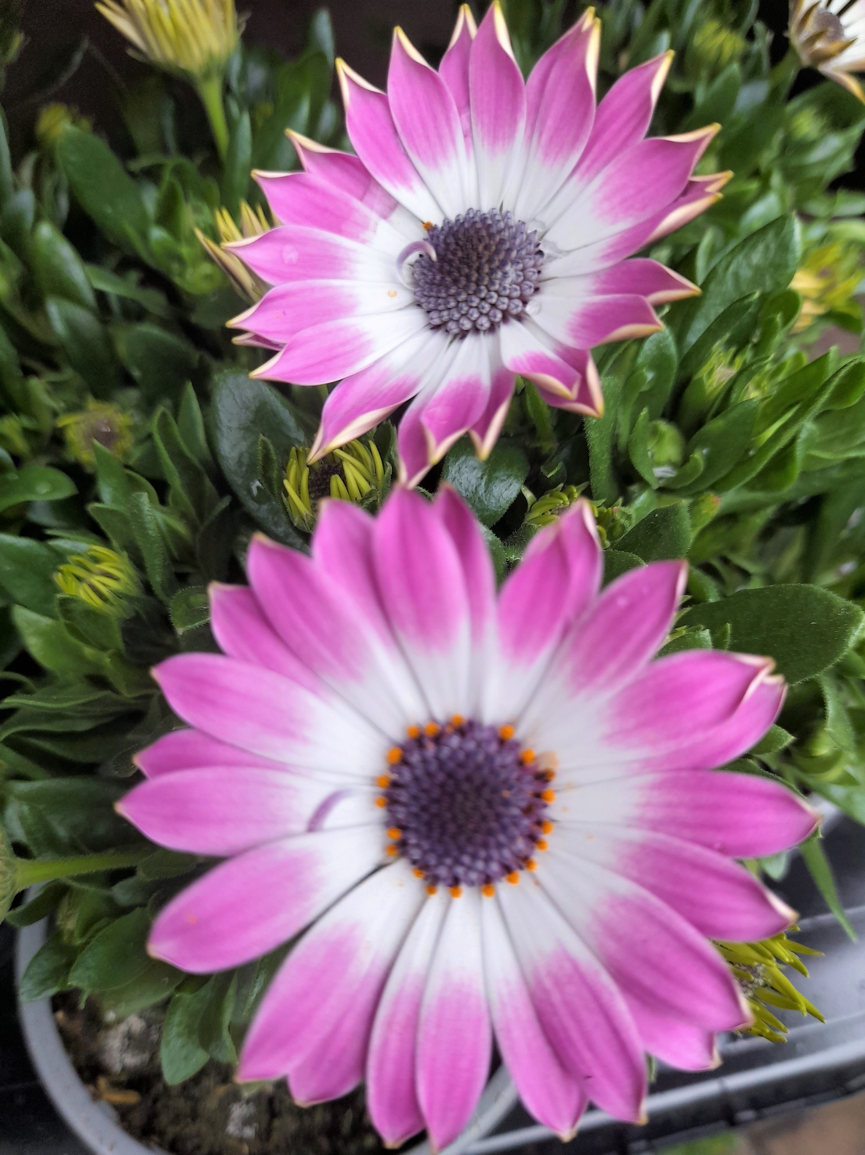 Osteospurmum 3 mixed plant selection 10cm pot SPECIAL OFFER