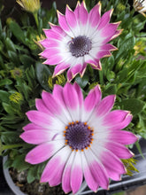 Load image into Gallery viewer, Osteospurmum 3 mixed plant selection 10cm pot SPECIAL OFFER