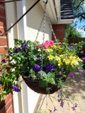 Single Natural 14 inch (35.5cm) Hanging Basket planted