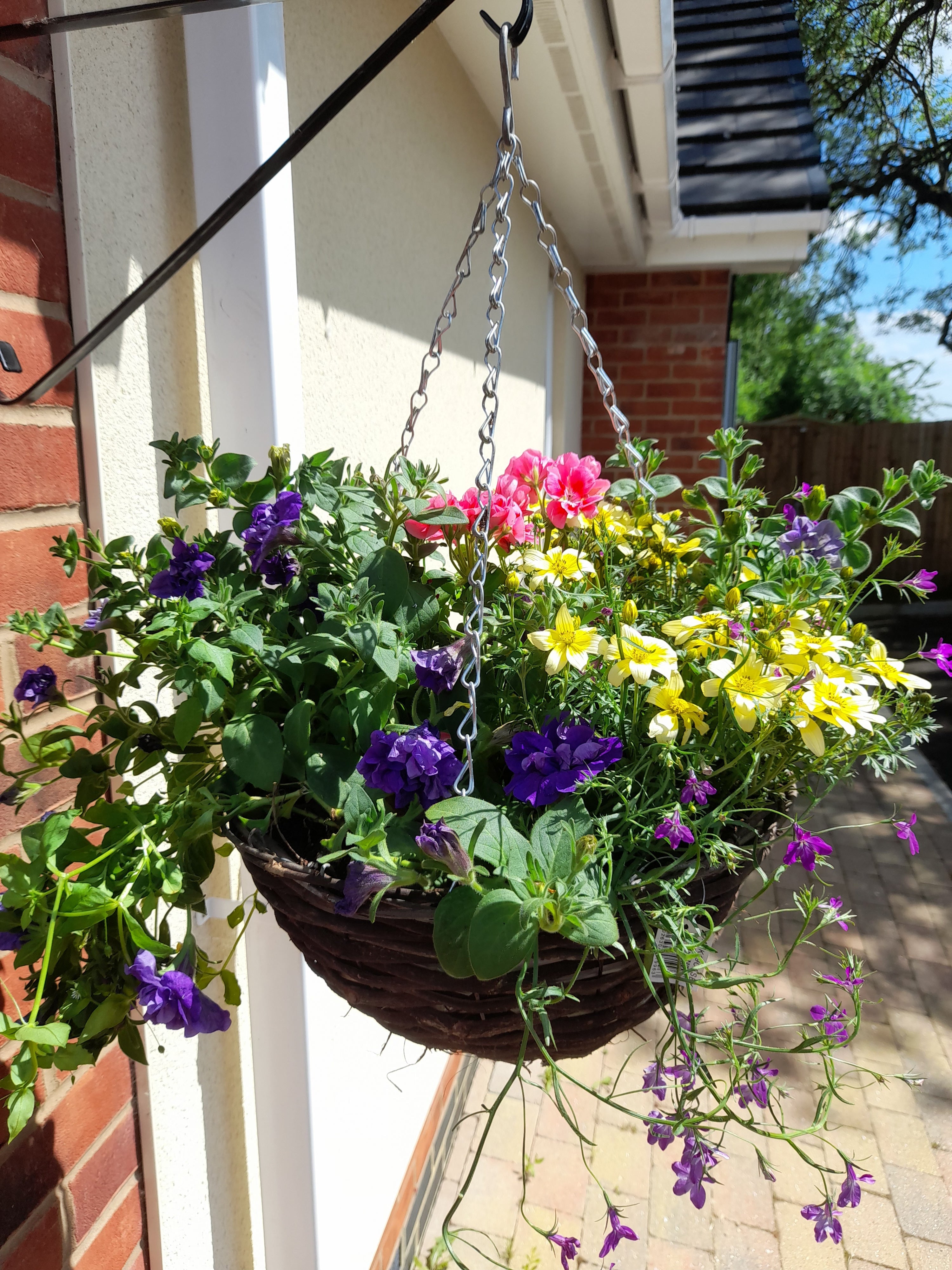 Single Natural 16 inch (40.5cm) Hanging Basket planted