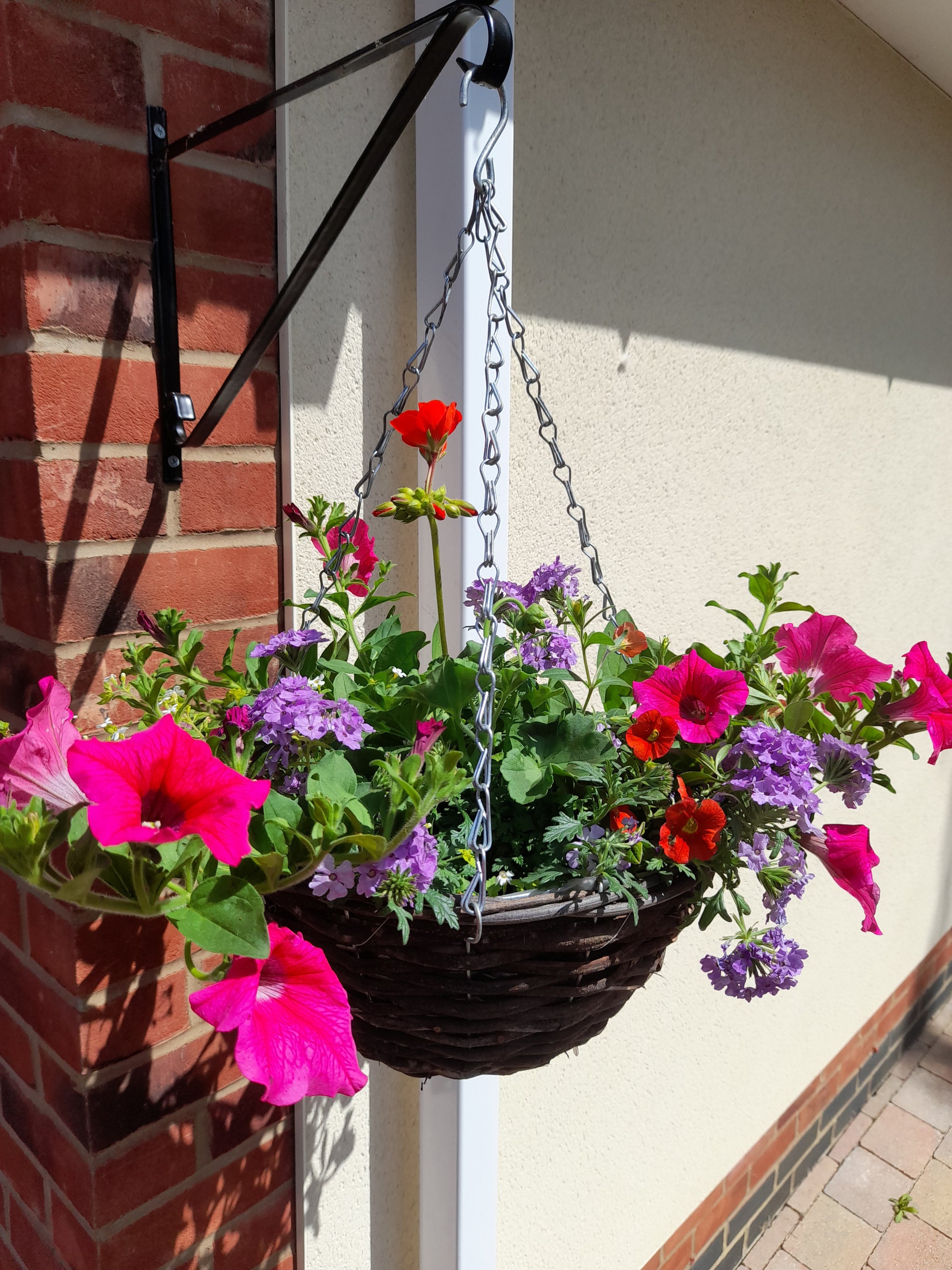 Single Natural 12 inch (30.5cm) Hanging Basket planted