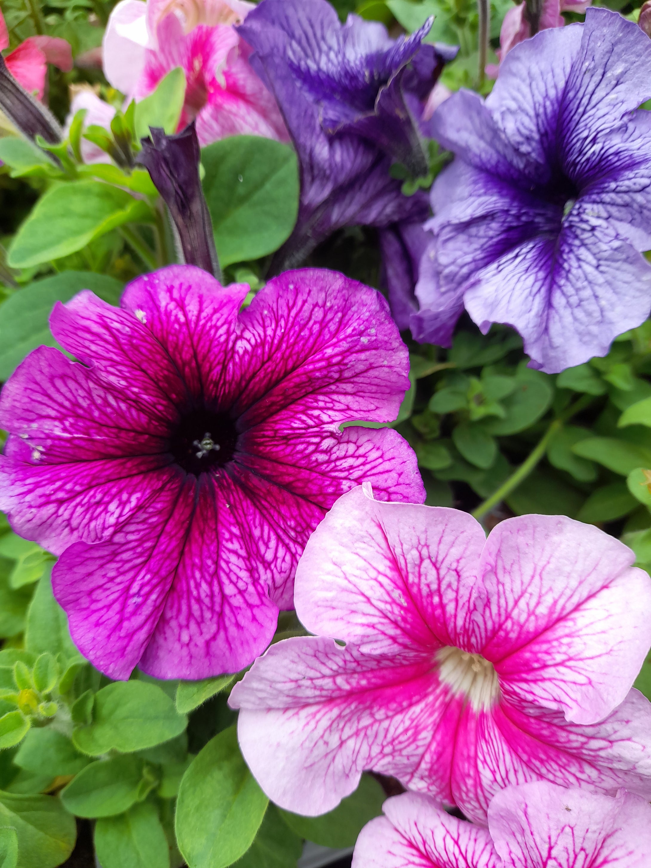 Petunia Bedding Mix - 6 pack