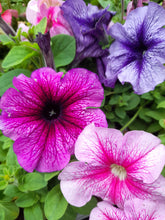 Load image into Gallery viewer, Petunia Bedding Mix - 6 pack