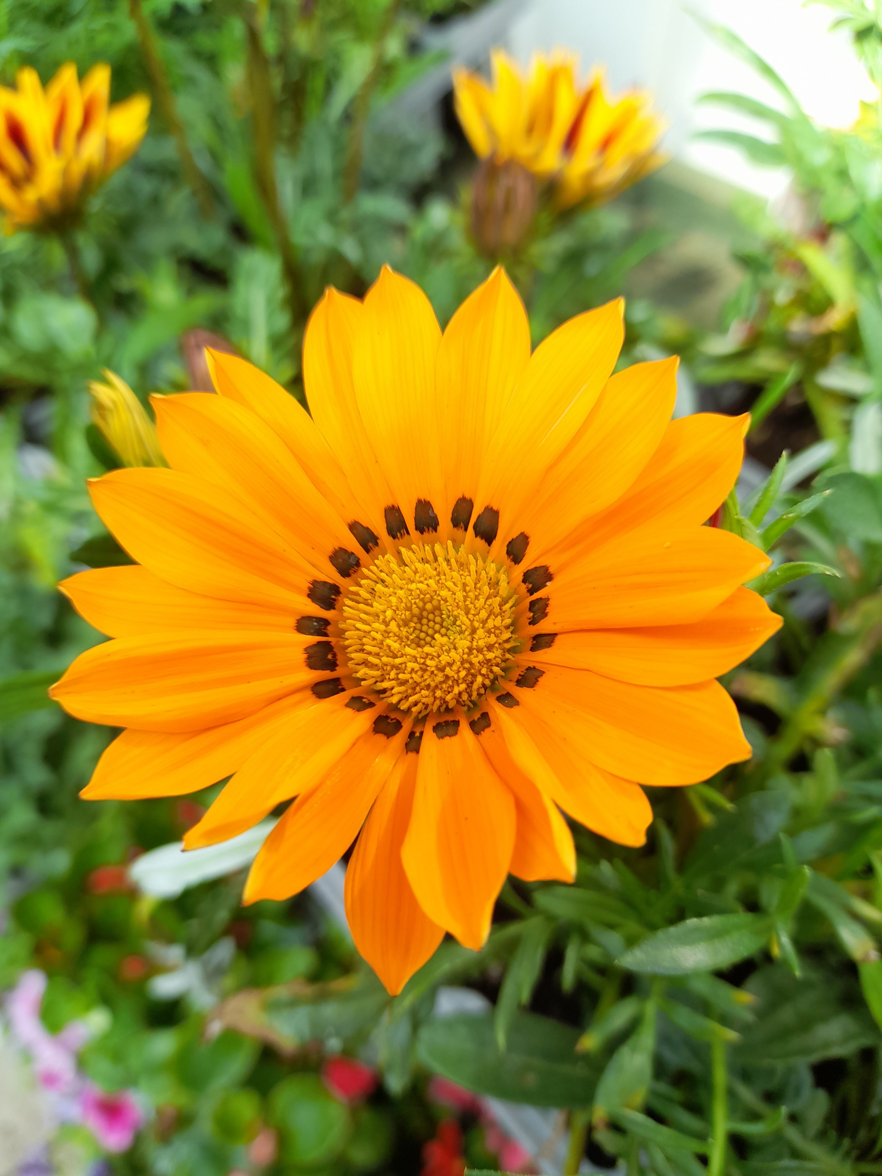 Gazania Mix - 6 pack