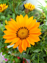 Load image into Gallery viewer, Gazania Mix - 6 pack