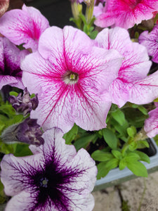 Petunia Bedding Mix - 6 pack