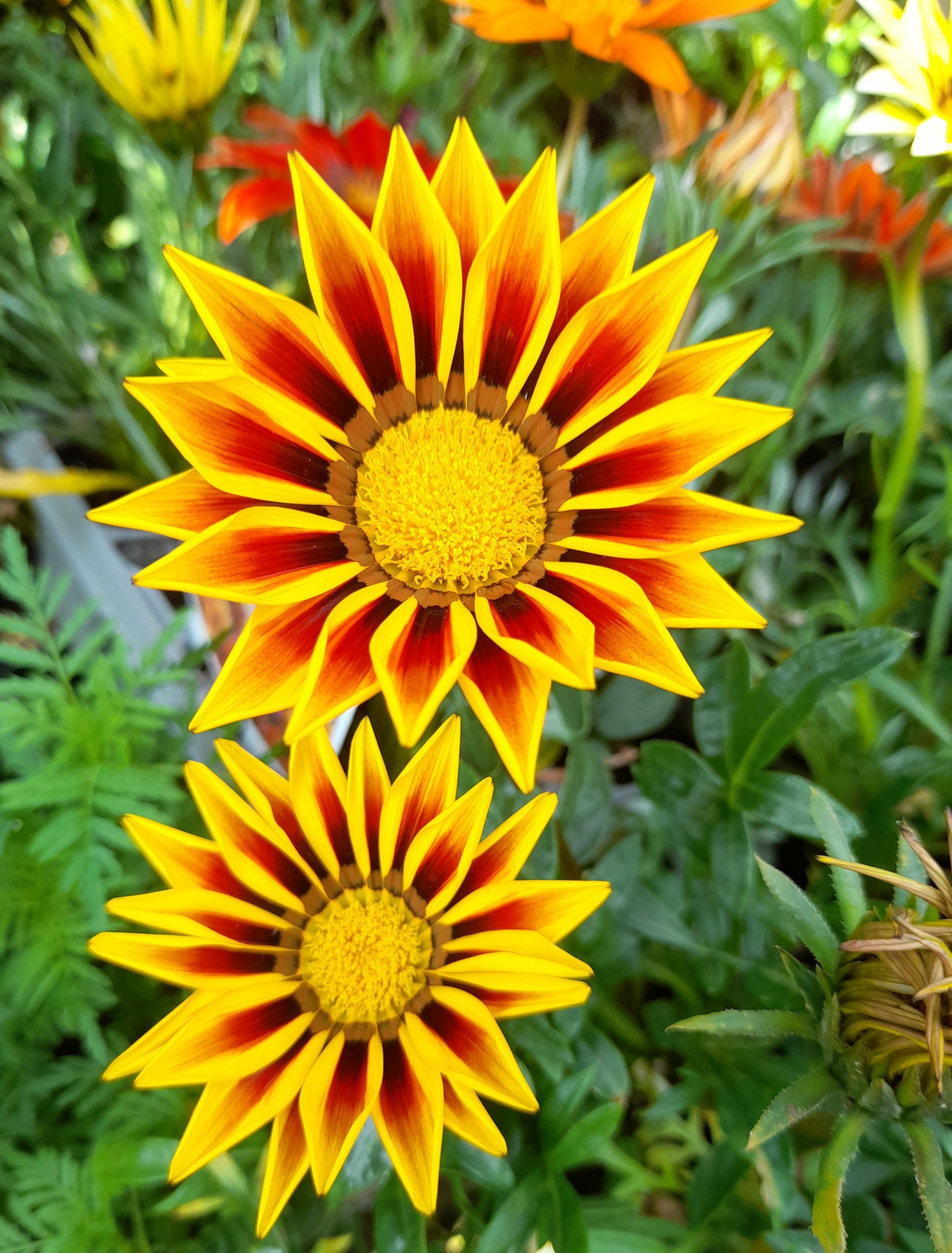 Gazania Mix - 6 pack