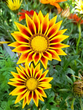 Load image into Gallery viewer, Gazania Mix - 6 pack