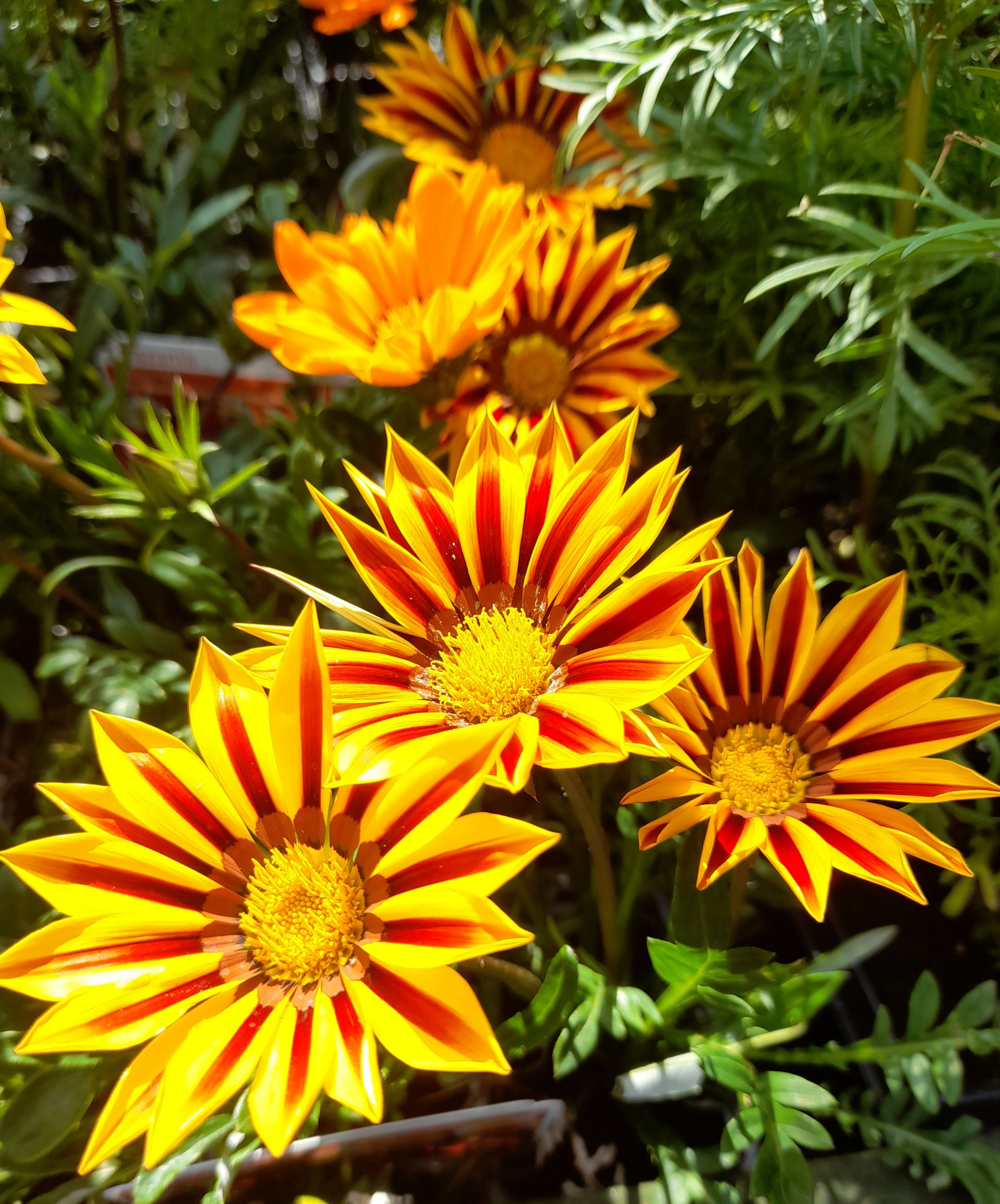 Gazania Mix - 6 pack
