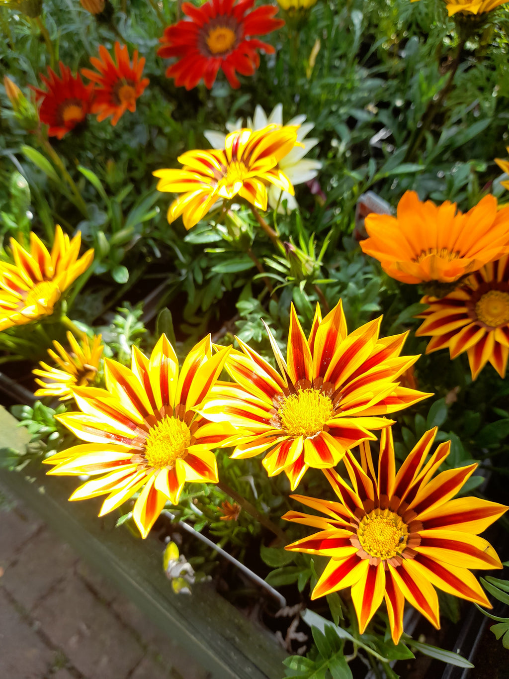 Gazania Mix - 6 pack
