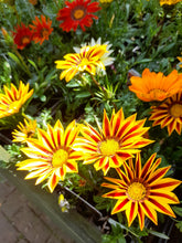 Load image into Gallery viewer, Gazania Mix - 6 pack
