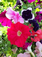 Load image into Gallery viewer, Petunia Bedding Mix - 6 pack