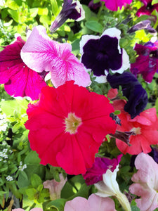 Petunia Bedding Mix - 6 pack