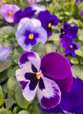 Pansy 6 pack mixed colour