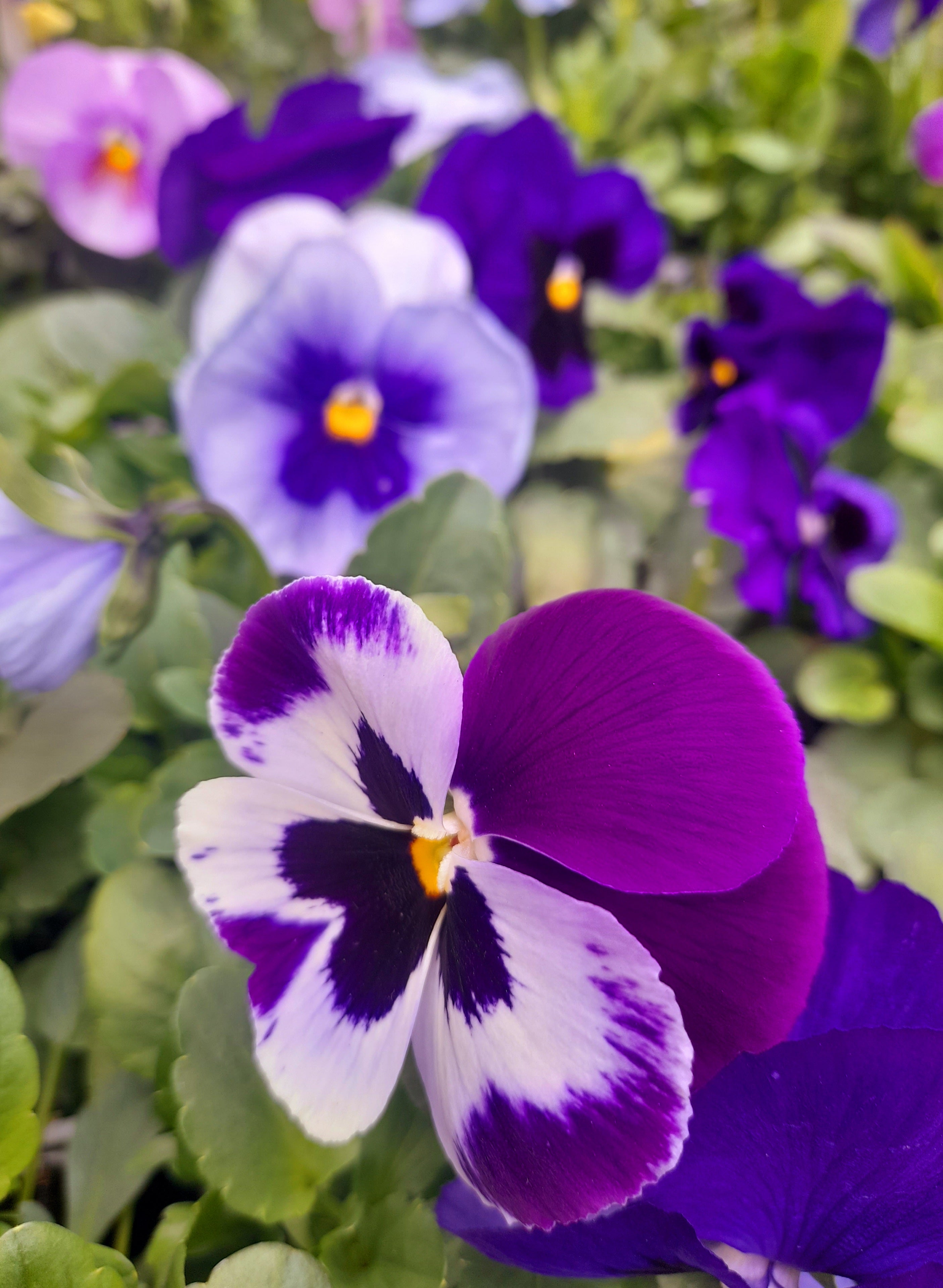 Pansy 6 pack mixed colour
