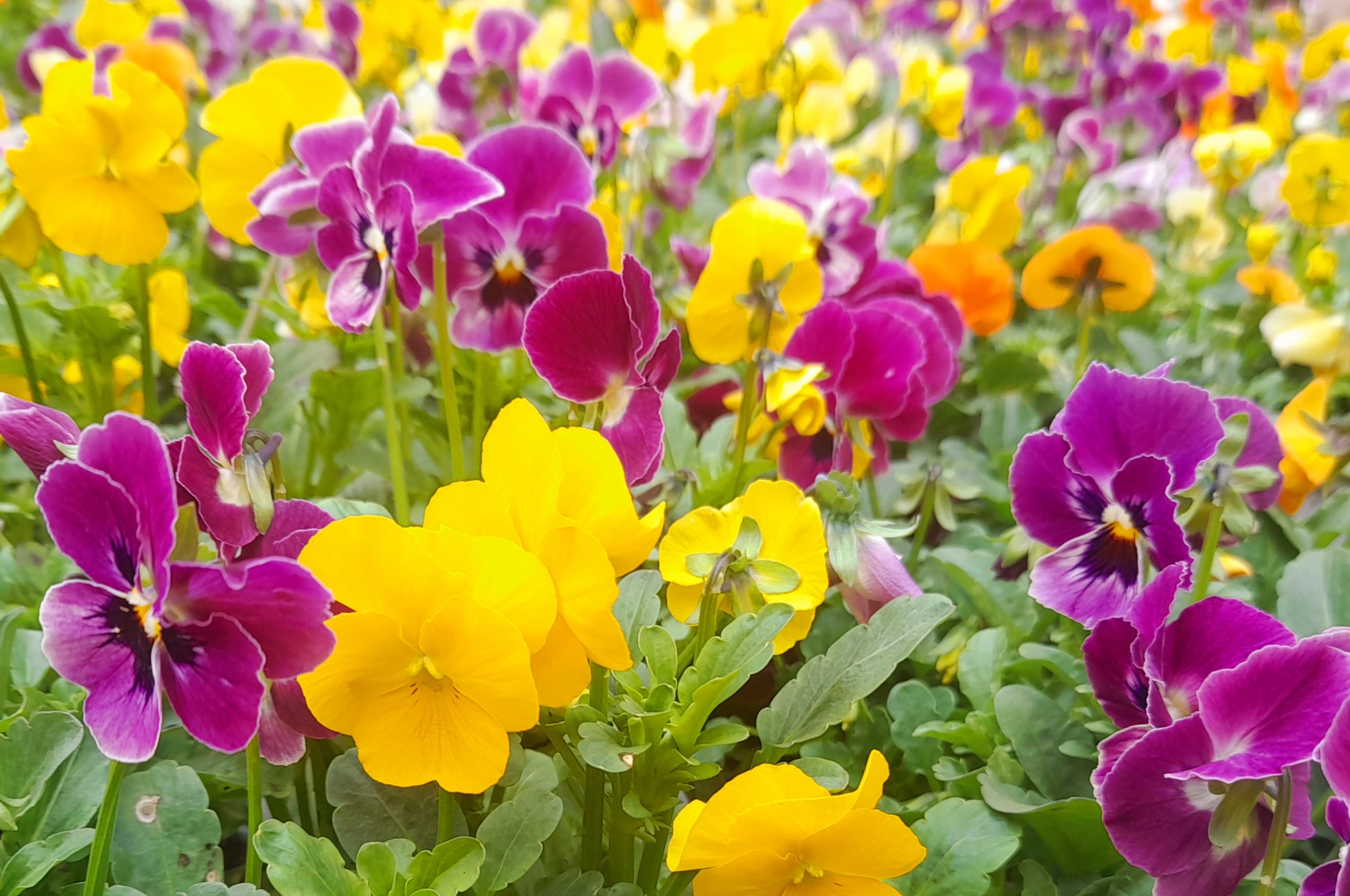 Viola 6 pack