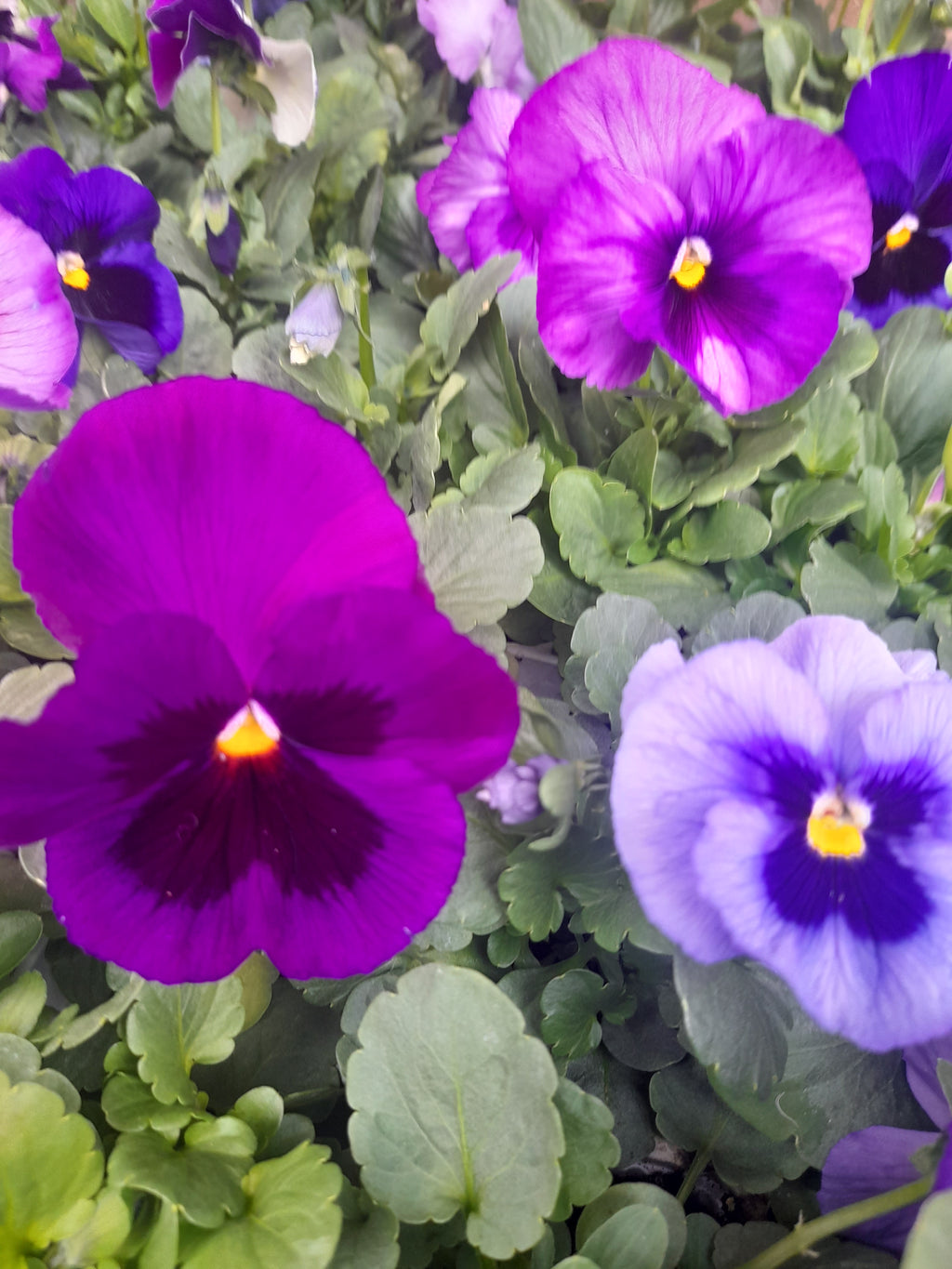 Pansy 6 pack mixed colour