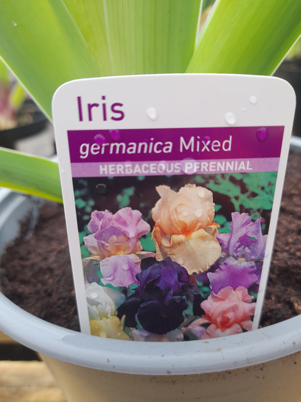 Iris Germanica Flag Iris mixed coloures - 3 litre pots