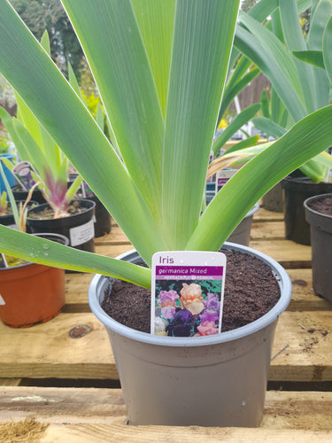 Iris Germanica Flag Iris mixed coloures - 3 litre pots