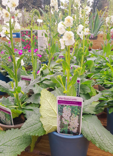 Verbascum 'Flush of white' - 1.5 litre pots
