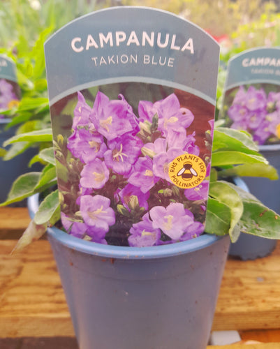 Campanula Takion Blue - 1.5 litre pots