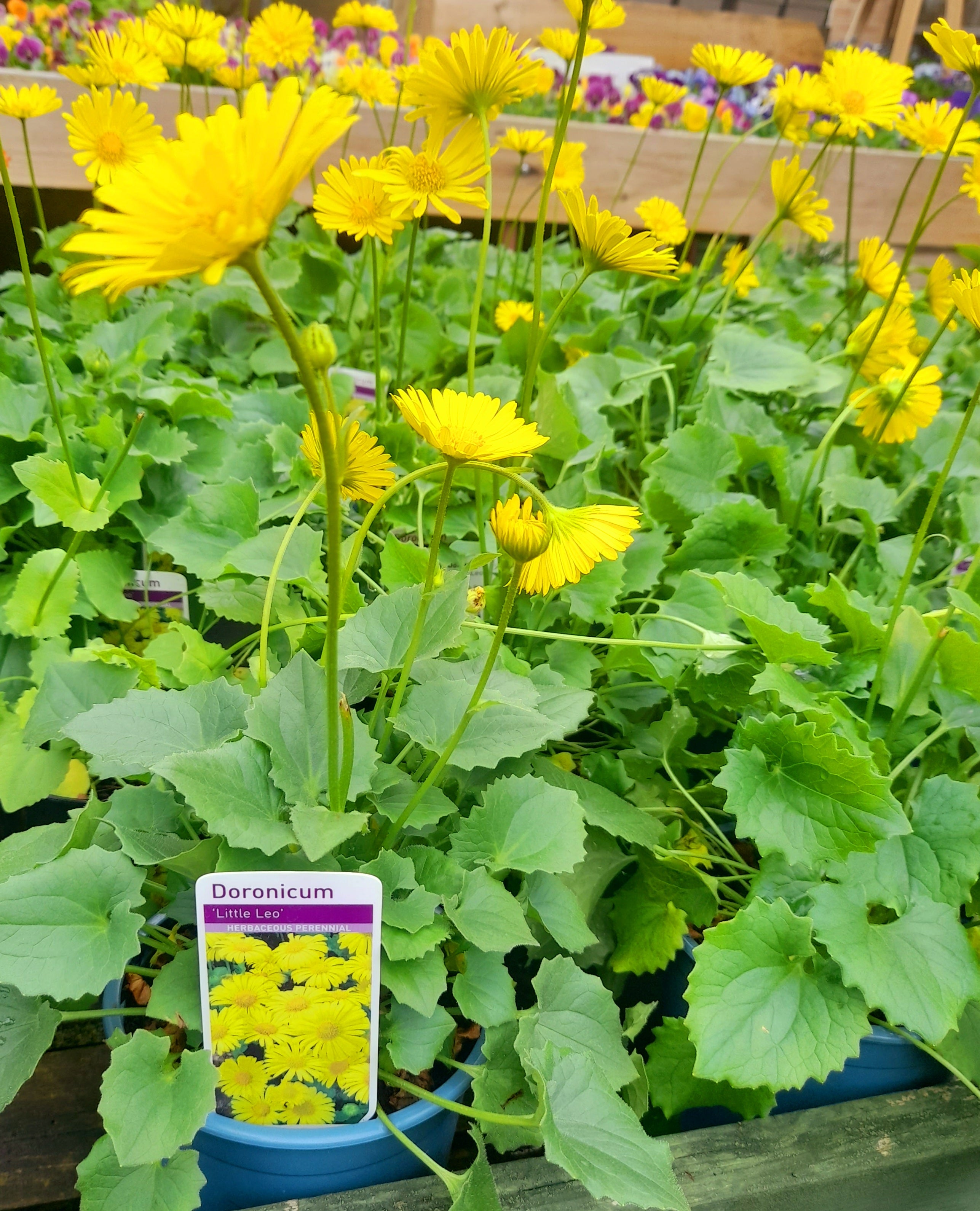 Doronicum 'Little Leo' yellow 2 litre pots
