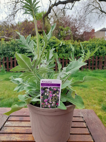 Knautia 'Melton Pastels' - 1.5 litre pots