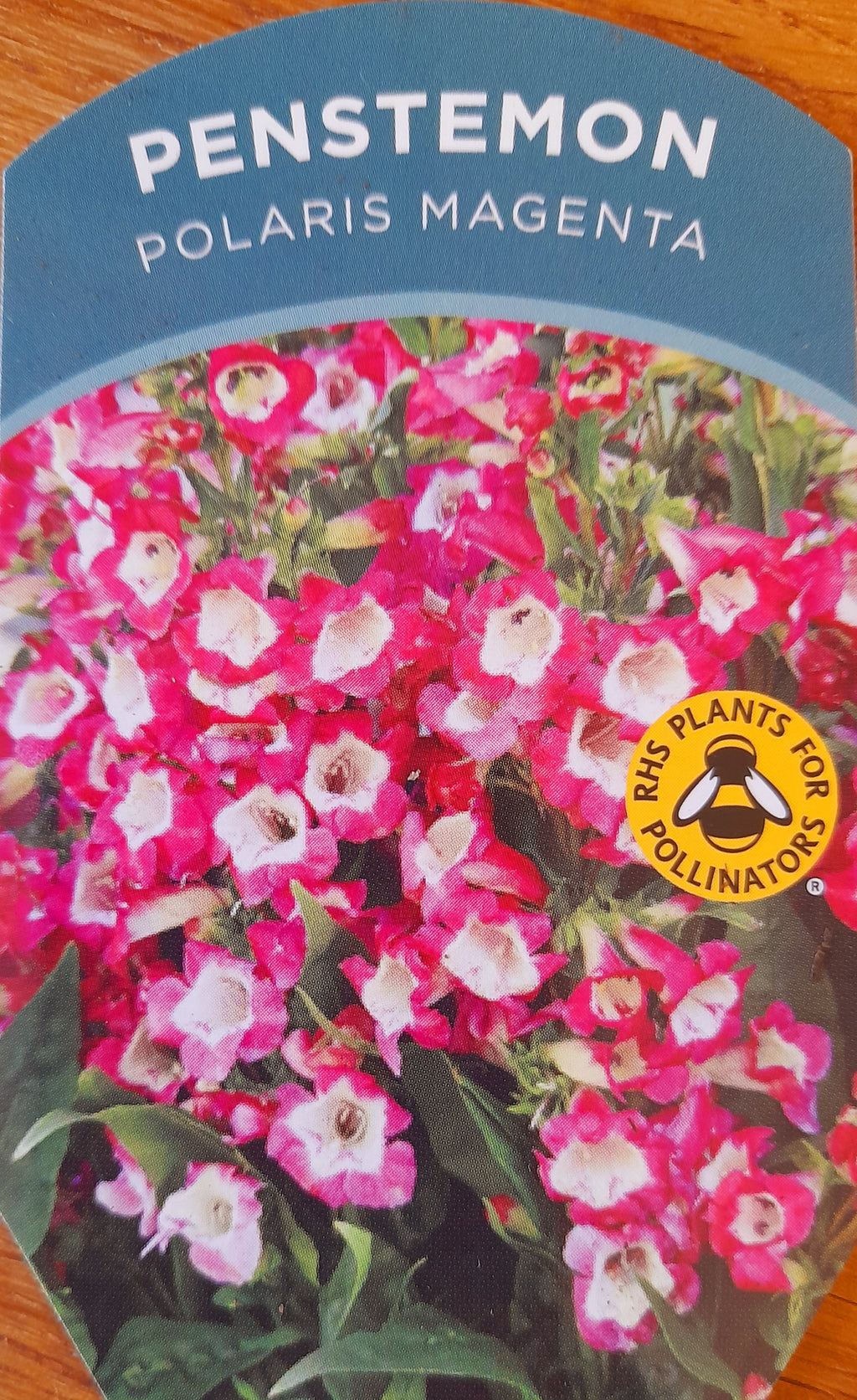 Penstemon polaris magenta 1.5 Litre pots