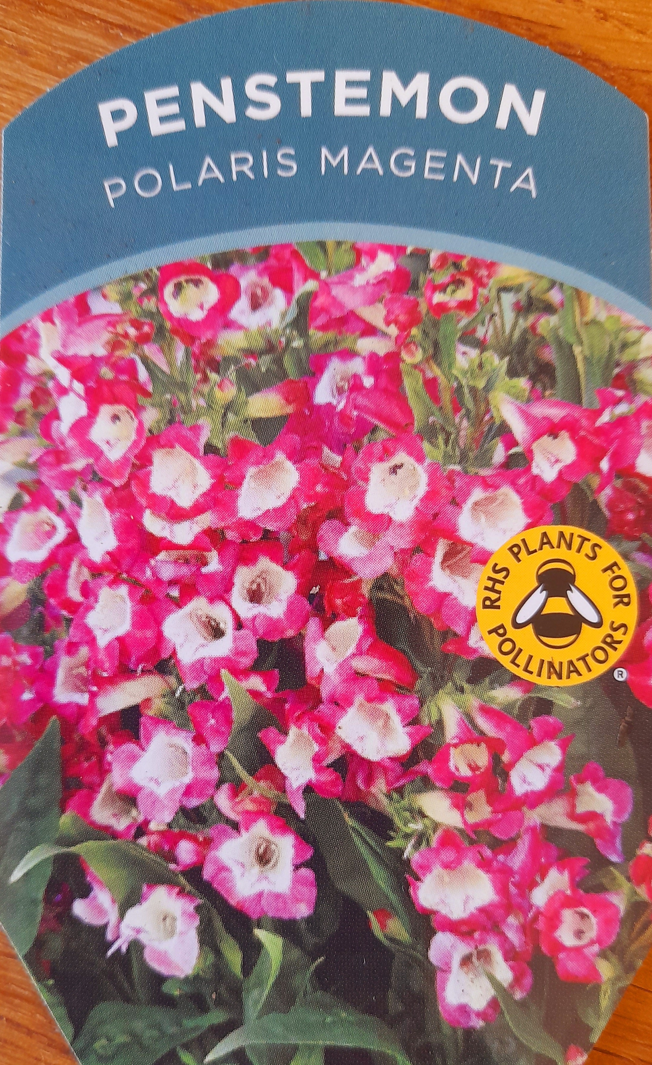 Penstemon polaris magenta 1.5 Litre pots