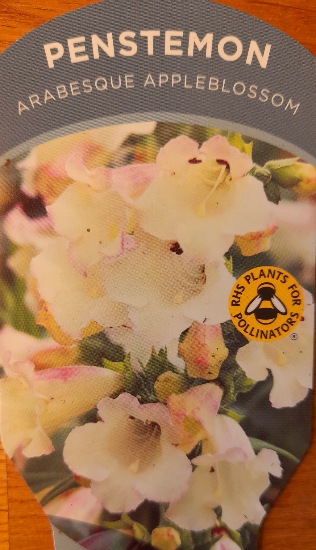 Penstemon arabesque appleblossom 1.5 Litre pots