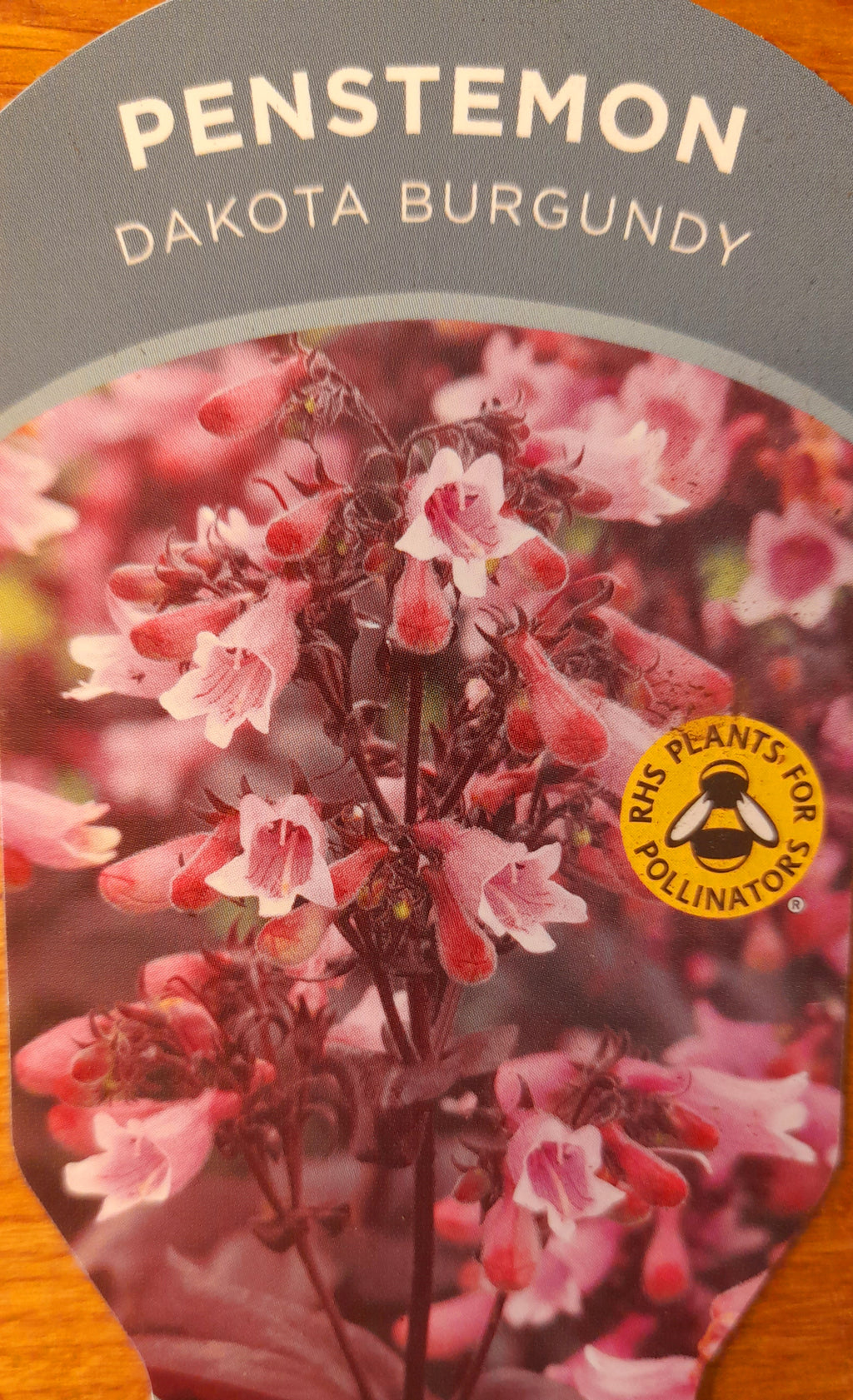 Penstemon dakota burgundy 1.5 Litre pots